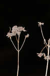 Whorled mountainmint